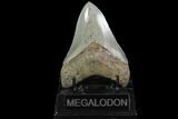 Serrated, Aurora Megalodon Tooth - Beautiful Enamel #95496-1